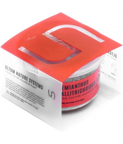 Ultum Nature Systems Dwarf Baby Tears Hemianthus Callitrichoides Cuba Tissue Culture Live Plant for Aquarium, Aquascape, Planted Freshwater Fish Tanks - 100% Snail  in Vitro