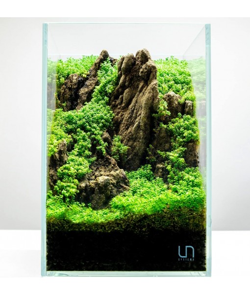 Ultum Nature Systems Dwarf Baby Tears Hemianthus Callitrichoides Cuba Tissue Culture Live Plant for Aquarium, Aquascape, Planted Freshwater Fish Tanks - 100% Snail  in Vitro