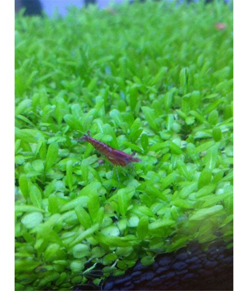 Aquarium Grass Plants Seeds Small Bacopa Monnieri Seeds 10g Fish Tank Decorations Hydroponic Growing Plant Seeds(Small Leaf)