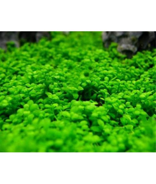 Aquarium Grass Plants Seeds Small Bacopa Monnieri Seeds 10g Fish Tank Decorations Hydroponic Growing Plant Seeds(Small Leaf)