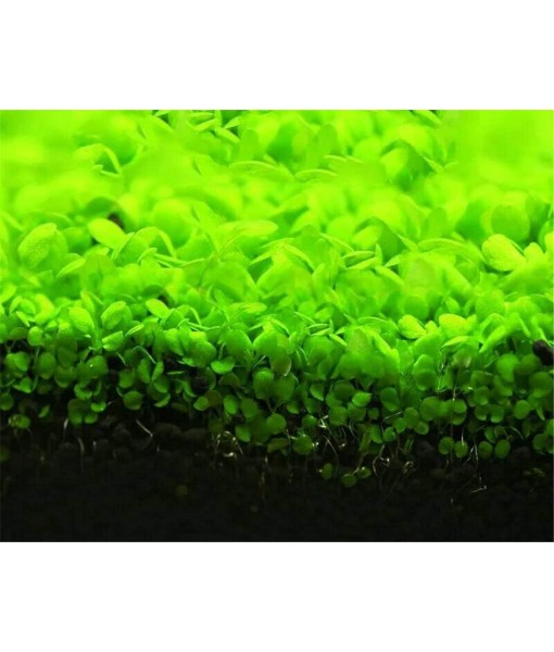 Aquarium Grass Plants Seeds Small Bacopa Monnieri Seeds 10g Fish Tank Decorations Hydroponic Growing Plant Seeds(Small Leaf)