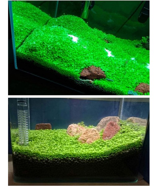 Aquarium Grass Plants Seeds Small Bacopa Monnieri Seeds 10g Fish Tank Decorations Hydroponic Growing Plant Seeds(Small Leaf)