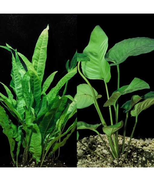 Java Fern and Anubias Aquarium Plant Bundle - Live Freshwater Plants for Aquascaping, Low Maintenance, Easy Beginner-Friendly Decor for Fish Tank