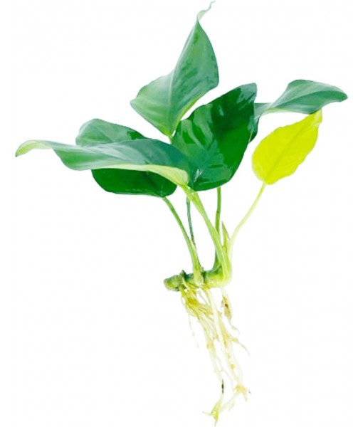 Java Fern and Anubias Aquarium Plant Bundle - Live Freshwater Plants for Aquascaping, Low Maintenance, Easy Beginner-Friendly Decor for Fish Tank