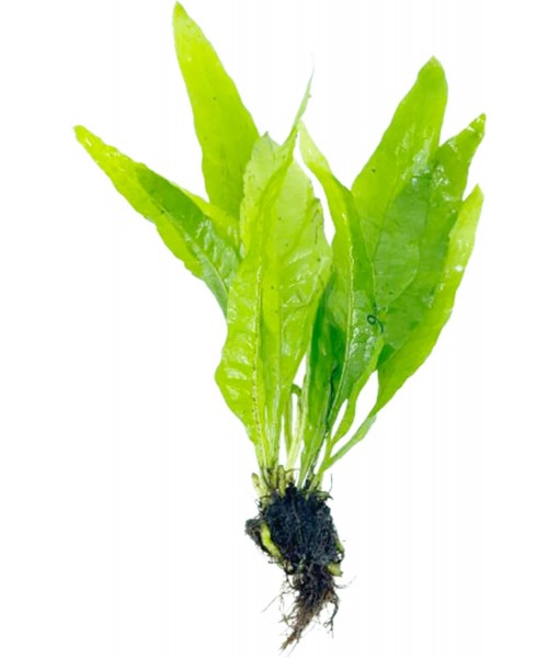 Java Fern and Anubias Aquarium Plant Bundle - Live Freshwater Plants for Aquascaping, Low Maintenance, Easy Beginner-Friendly Decor for Fish Tank
