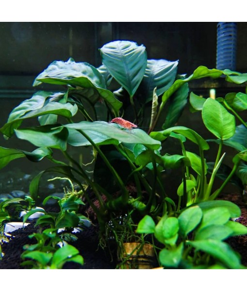 Java Fern and Anubias Aquarium Plant Bundle - Live Freshwater Plants for Aquascaping, Low Maintenance, Easy Beginner-Friendly Decor for Fish Tank