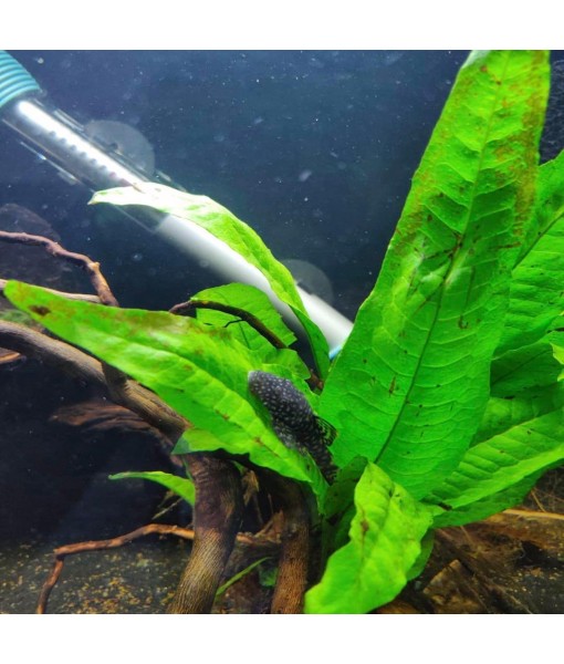 5X Java Fern Microsorum Pteropus Looses Aquarium Live Plant for Fish Tank Decoration